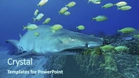  Presentation with ocean shark - Theme having sand tiger shark carcharias taurus background and a ocean colored foreground