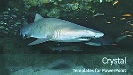  Presentation with ocean shark - Amazing slide deck having sand tiger shark carcharias taurus backdrop and a ocean colored foreground