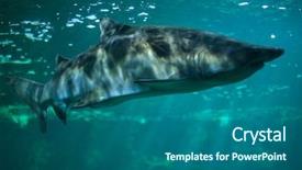  Presentation with shark - Audience pleasing theme consisting of sand tiger shark carcharias taurus backdrop and a ocean colored foreground