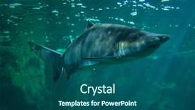  Presentation with shark - Presentation design consisting of sand tiger shark carcharias taurus background and a ocean colored foreground