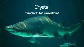  Presentation with shark - Amazing presentation theme having sand tiger shark carcharias taurus backdrop and a ocean colored foreground