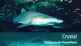  Presentation with ocean shark - Beautiful theme featuring sand tiger shark carcharias taurus backdrop and a ocean colored foreground