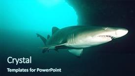  Presentation with ocean shark - PPT theme enhanced with sand tiger shark carcharias taurus background and a navy blue colored foreground