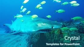  Presentation with ocean shark - Slide deck featuring sand tiger shark carcharias taurus background and a ocean colored foreground