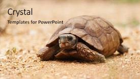  Presentation with reptile - Audience pleasing presentation theme consisting of sand walking slow-moving land backdrop and a lemonade colored foreground