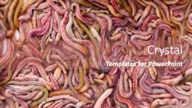  Presentation with vietnamese food - Theme enhanced with sand-worms-in-vietnamese-market background and a coral colored foreground