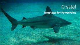  Presentation with shark - Presentation having sandbar shark carcharhinus plumbeus tropical background and a ocean colored foreground