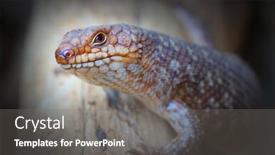  Presentation with sahara - Presentation theme having sandfish-skink-scincus-scincus background and a gray colored foreground