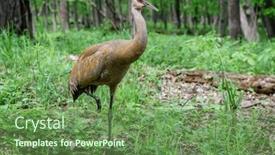  Presentation with crane - PPT theme consisting of sandhill-crane-at-kensington-metro background and a  colored foreground