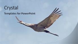  Presentation with flight - Slide deck consisting of sandhill crane in flight background and a  colored foreground