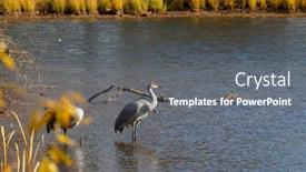  Presentation with crane - Slide deck featuring sandhill-crane-in-the-middle background and a gray colored foreground