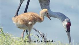  Presentation with chick - Presentation design consisting of sandhill crane with its chick background and a light blue colored foreground