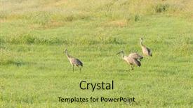  Presentation with cranes on buildings - Theme having sandhill cranes in a field background and a  colored foreground