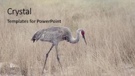  Presentation with tall - Theme having sandhill cranes walking through tall background and a  colored foreground