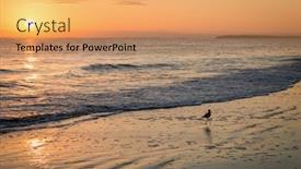  Presentation with sunset beach - Theme with sandpiper-bird-near-the-waves background and a coral colored foreground