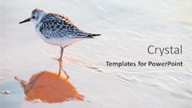  Presentation with lake - Beautiful PPT theme featuring sandpiper-on-the-shore backdrop and a light gray colored foreground