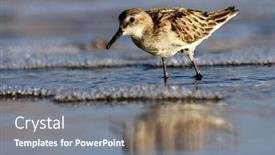  Presentation with oil pollution on sea - Beautiful PPT theme featuring sandpiper wading bird at sea shore backdrop and a gray colored foreground