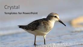  Presentation with sea shore - PPT theme consisting of sandpiper-wading-bird-on-sea background and a light gray colored foreground