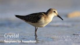  Presentation with solar water pump - Colorful slide deck enhanced with sandpiper wading in shallow water backdrop and a gray colored foreground