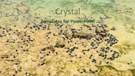  Presentation with sea floor - Theme enhanced with sandy-ocean-floor-with-sea background and a mint green colored foreground