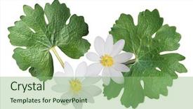  Presentation with wild flower - PPT layouts enhanced with sanguinaria canadensis bloodroot wild flower isolated on white background background and a seafoam green colored foreground