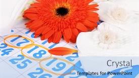  Presentation with blue orange - Audience pleasing PPT layouts consisting of sanitary-pads-and-orange-gerber backdrop and a light blue colored foreground