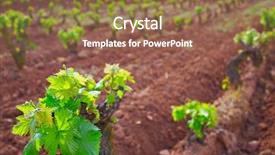  Presentation with vineyard - Colorful slide set enhanced with grape tree - la rioja vineyard fields backdrop and a violet colored foreground