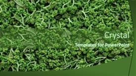  Presentation with pepper - PPT layouts consisting of sansho-japanese-pepper-flower-texture background and a  colored foreground