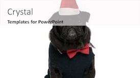  Presentation with red white blue - Presentation theme having santa-claus-pug background and a white colored foreground