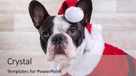  Presentation with champion - Amazing theme having santa costume for christmas backdrop and a light gray colored foreground