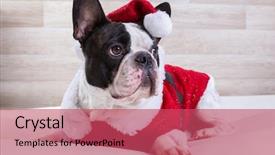  Presentation with champion - Theme with santa costume for christmas background and a red colored foreground