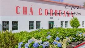  Presentation with tea plantation - PPT layouts enhanced with sao-miguel-azores-island-portugal background and a coral colored foreground