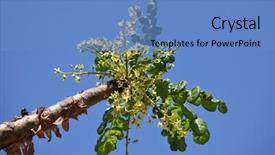  Presentation with banana stem tree and leaf - Beautiful PPT layouts featuring sap - boswellia tree - frankincense backdrop and a teal colored foreground
