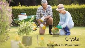  Presentation with senior couple - Beautiful PPT theme featuring sapling - happy senior couple gardening together backdrop and a yellow colored foreground