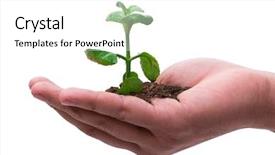  Presentation with seedling - Audience pleasing slide set consisting of sapling hands - hand holding seedling in new backdrop and a white colored foreground