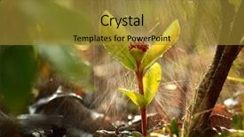  Presentation with rain - Slide deck consisting of sapling in the rain background and a gold colored foreground