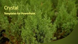  Presentation with nursery plant - Slide set consisting of saplings of pine spruce fir background and a tawny brown colored foreground