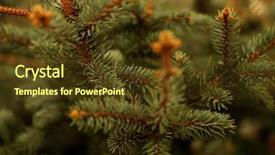  Presentation with nursery plant - PPT theme enhanced with saplings of pine spruce fir background and a tawny brown colored foreground