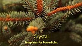  Presentation with nursery plant - Amazing slides having saplings-of-pine-spruce-fir backdrop and a tawny brown colored foreground