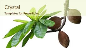  Presentation with branch - Amazing presentation theme having sapota - mamey sapote couzmel fruit backdrop and a  colored foreground