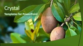  Presentation with tropical fruit - PPT theme featuring sapota - sapodilla tropical fruit background and a  colored foreground