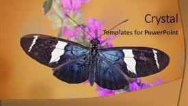  Presentation with grecian - Cool new slide deck with saraf - beautiful small blue grecian butterfly backdrop and a gold colored foreground