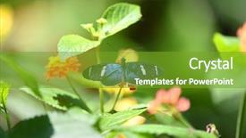  Presentation with butterfly - Cool new presentation with saraf - sara longwing butterfly perched backdrop and a tawny brown colored foreground