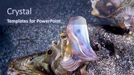  Presentation with uses of metals and nonmetals chemistry - Beautiful slide set featuring sarcastic-fringehead-blenny-uses backdrop and a ocean colored foreground