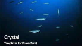  Presentation with sardines - Presentation theme featuring sardines and mackerel fish live background and a black colored foreground