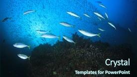  Presentation with fish ocean - Presentation design enhanced with sardines and mackerel fish live background and a wine colored foreground