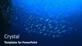  Presentation with fish ocean - Cool new theme with sardines-fish-blue-ocean-background backdrop and a navy blue colored foreground