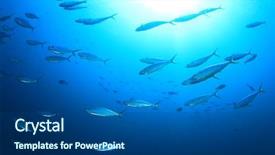  Presentation with sardines - Slide set having sardines fish school underwater background and a ocean colored foreground