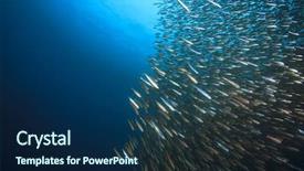  Presentation with sardines - PPT layouts featuring sardines fish shoal underwater background and a navy blue colored foreground