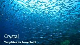  Presentation with sardines - Beautiful slide set featuring sardines fish shoal underwater backdrop and a ocean colored foreground